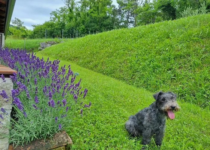 Apartamento Zelkonn House *